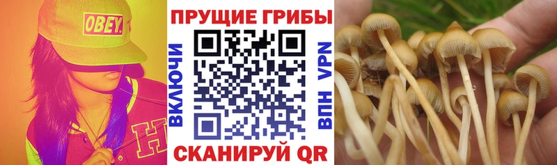 Галлюциногенные грибы прущие грибы  KRAKEN вход  Ликино-Дулёво 